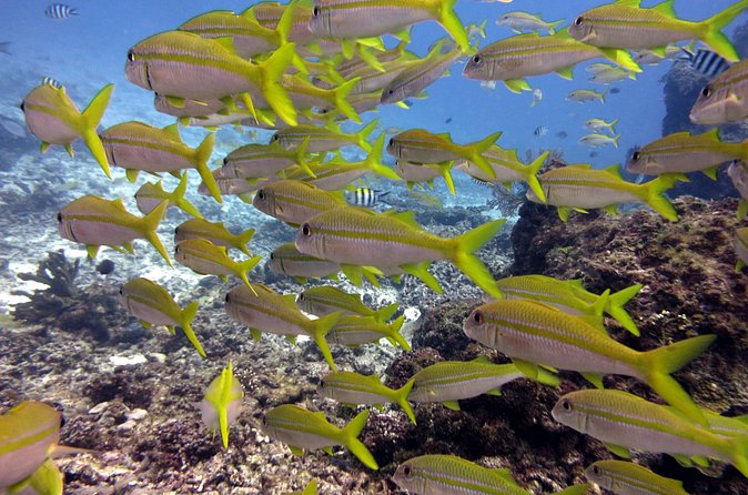 2 Tank (1 Day) Guided Diving for Certified Divers - Denarau Marina - First Underwater Session: Guided Time for Turtles, Reef Life, and Coral