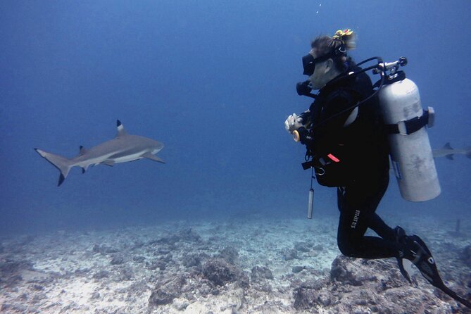 2 Tank (1 Day) Guided Diving for Certified Divers - Denarau Marina - Meet Purple Turtle Fiji at Denarau, Then Settle Into a Max-4 Day