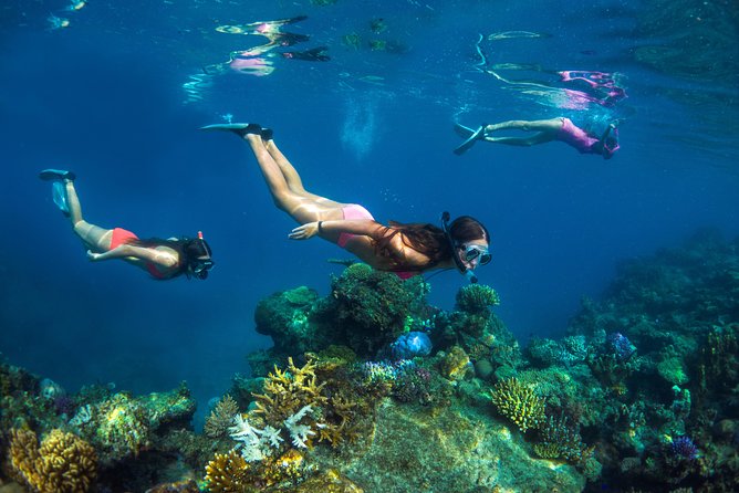 Captain Cook Cruises Fiji - Island and Reef Day Cruise - Kadavu Lailai and the Yaqona Kava Ceremony, With Morning Tea on Board