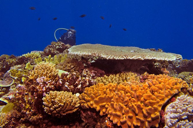 Certified Scuba Diving with Whitetip Marine Adventures team - Key Things to Know Before You Go