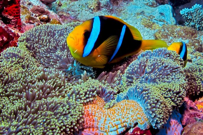 Certified Scuba Diving with Whitetip Marine Adventures team - Instruction and Safety: What Personalized Coaching Looks Like