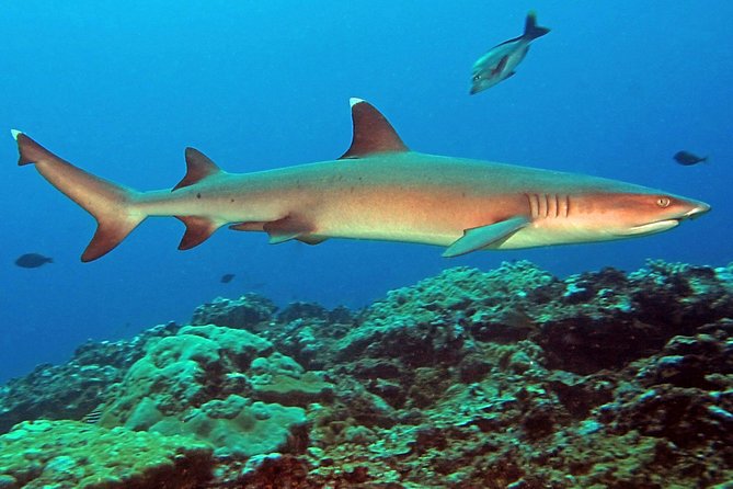 Certified Scuba Diving with Whitetip Marine Adventures team - Price at About $221: Is It Good Value?