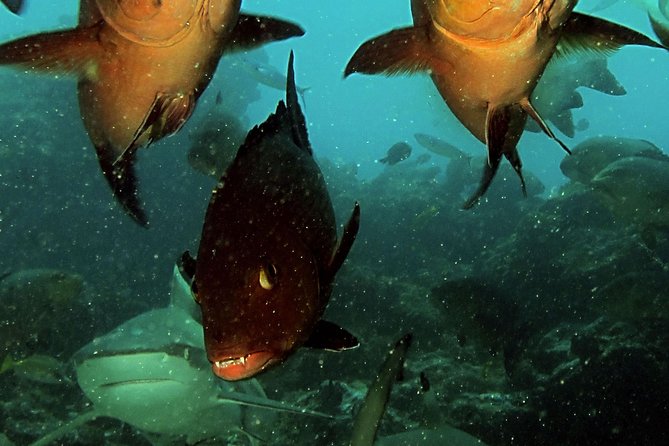 Certified Scuba Diving with Whitetip Marine Adventures team - Boat Ride, Conditions, and Wildlife Expectations
