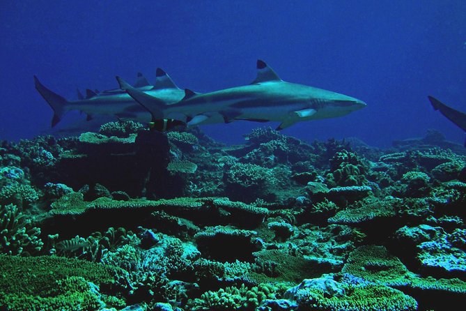 Certified Scuba Diving with Whitetip Marine Adventures team - Who This Scuba Session Is Best For