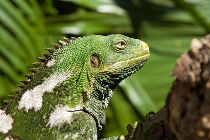 "Discover Fiji's Hidden Gems: Eco Park, Pottery Village & Dunes!" - Who this tour fits best