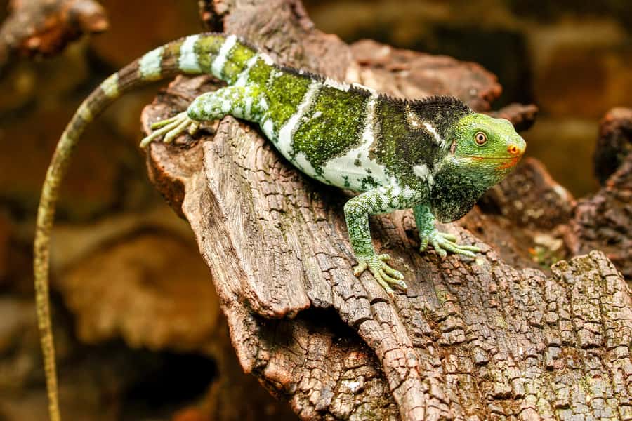 Discover Fijian Culture and Reptiles - A Road Trip Beyond the Resort Bubble