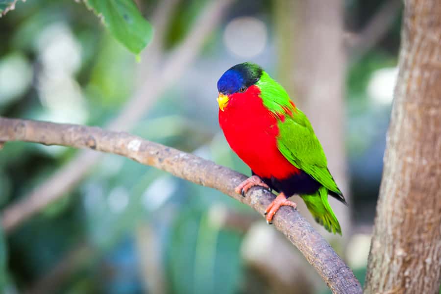 Discover Fijian Culture and Reptiles - The School Stop: Real Fiji in 30 Minutes
