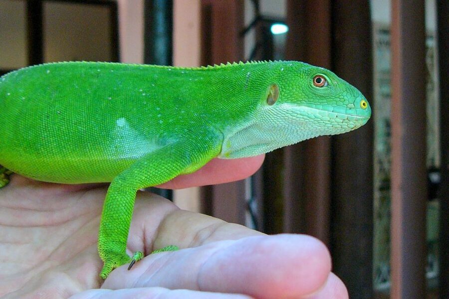 Discover Fijian Culture and Reptiles - Temple Stop at Shri Radha Krishna: Short, But Not Random