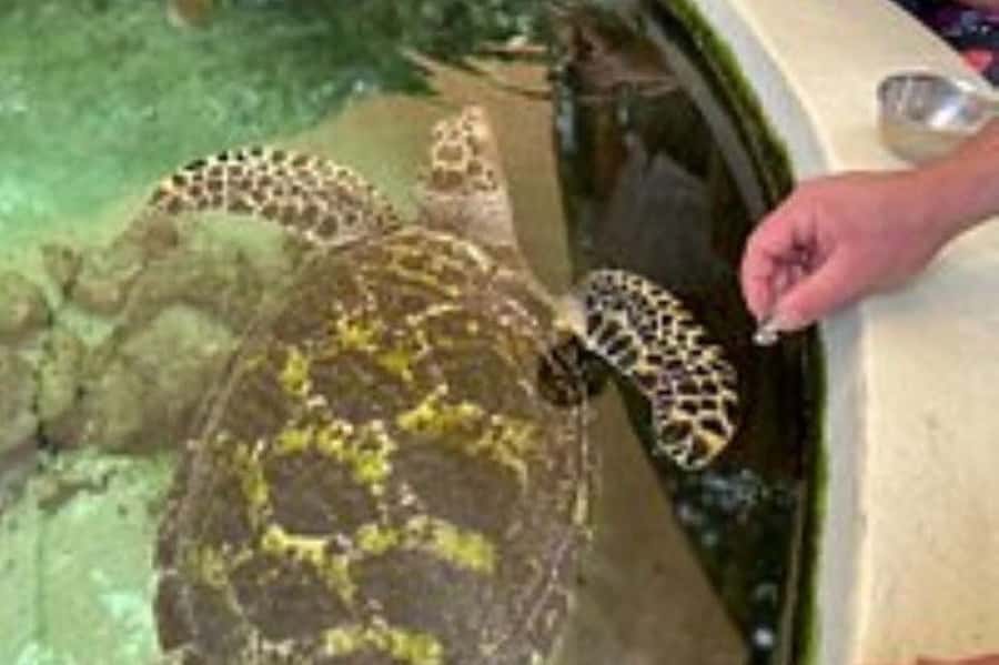 Discover Fijian Culture and Reptiles - Sigatoka Town Breaks: Market Stroll and Shop Time