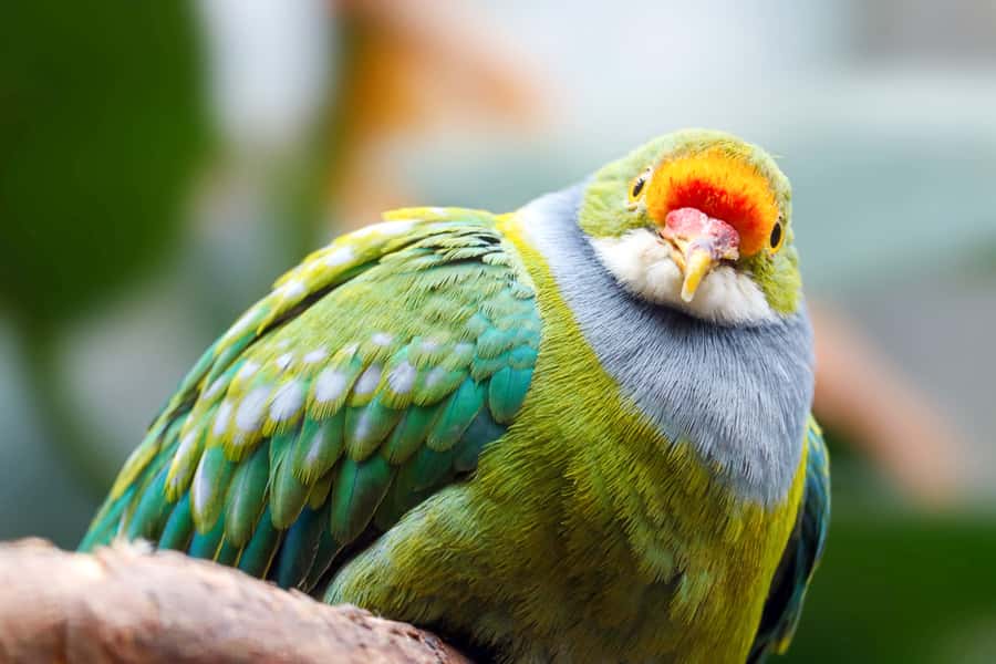 Discover Fijian Culture and Reptiles - Kula Eco Park and the Crested Iguana Breeding Center