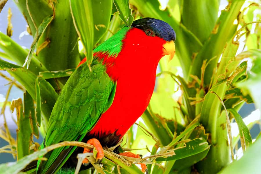Discover Fijian Culture and Reptiles - Sigatoka Sand Dunes National Park: The Main Event