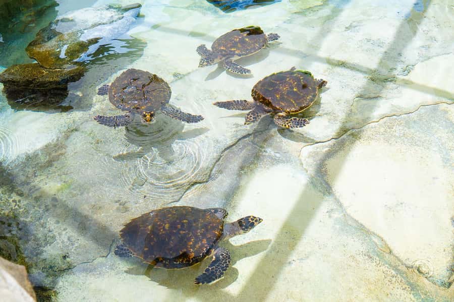 Fiji: Beachcomber Island Day Cruise with Snorkelling - Who should book this cruise, and who should skip it