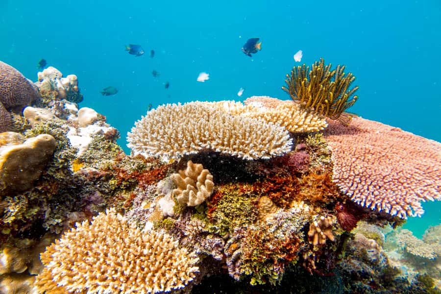 Fiji: Captain Cook Cruises - Island & Reef Day Trip - Island Time on Kadavu Lailai: Lunch, Cabanas, and the Best Kind of Choices