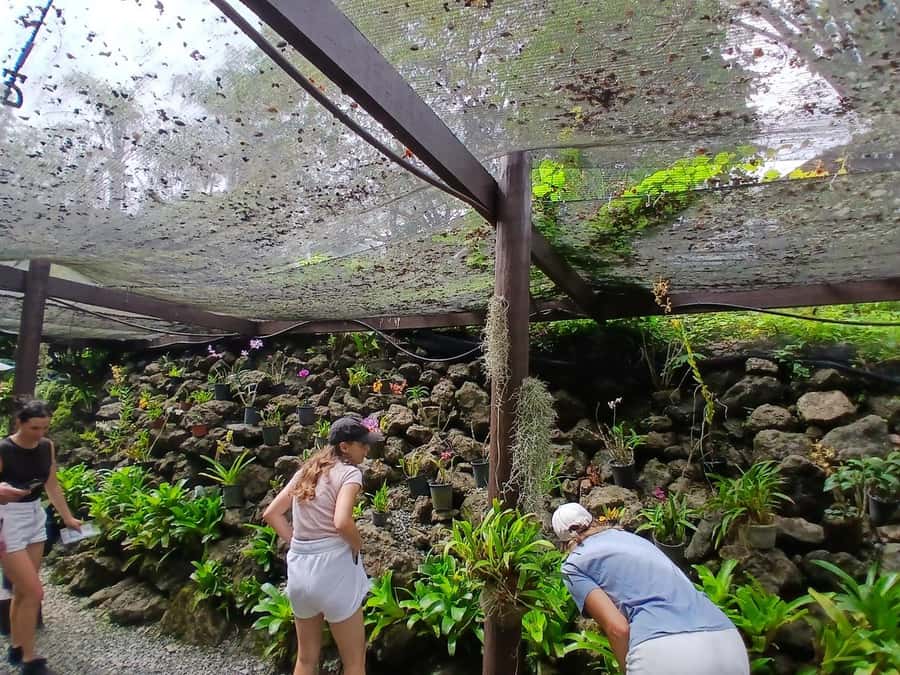 FIJI: Garden of the Sleeping Giant Tour - Key points before you go