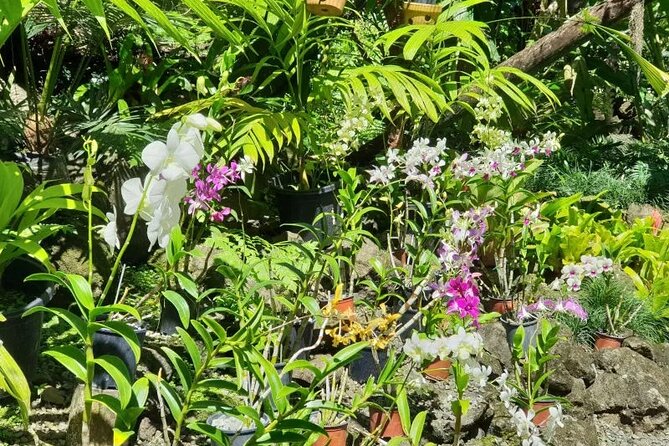 Fiji Lautoka Shore Excursions Tour - Price and Value: Why $84.66 Can Make Sense