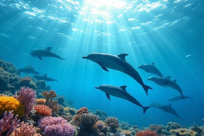 Fiji’s Best Dolphins tour and Snorkeling Adventure - Quick hits worth knowing