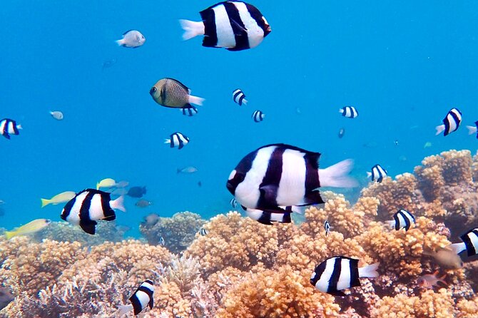 Fiji’s Best Dolphins tour and Snorkeling Adventure - Hand-line fishing in Fiji: the hands-on part that makes the tour feel authentic