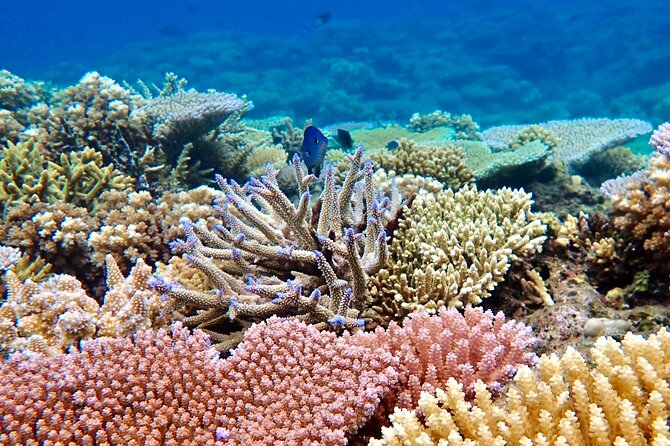 Fiji’s Best Dolphins tour and Snorkeling Adventure - Lunch, water, and what to pack so the day feels easy