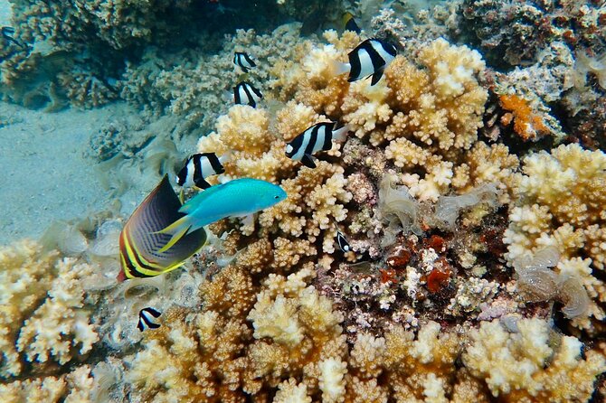 Fiji’s Best Dolphins tour and Snorkeling Adventure - Private tour perks, guide English, and group-size reality