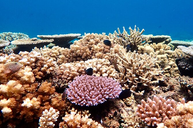 Fiji’s Best Dolphins tour and Snorkeling Adventure - Nadi to Rakiraki: timing, drive length, and how the day flows