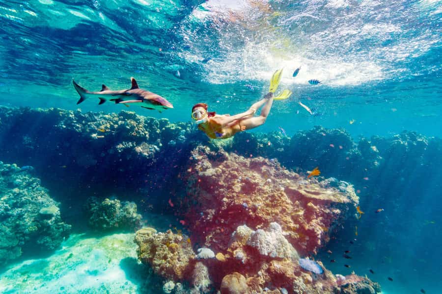 Fiji: Ultimate Encounters Snorkel with Sharks and Lunch - Reef Sharks in Fiji: Why This Feels So Real