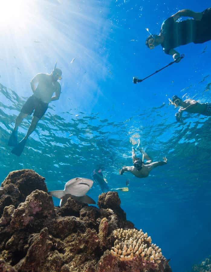 Fiji: Ultimate Encounters Snorkel with Sharks and Lunch - The Island Time at Barefoot Kuata: Lunch, Shade, and Water Toys