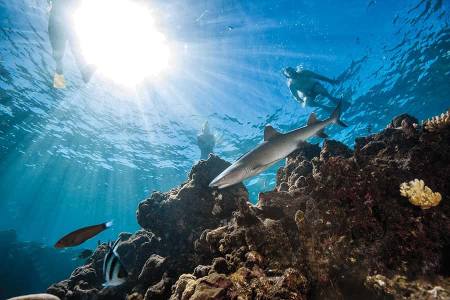 Fiji: Ultimate Encounters Snorkel with Sharks and Lunch - Port Denarau to Barefoot Kuata: The Boat Ride and Timing That Actually Matter