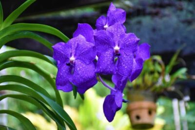 Garden of Sleeping Giant with Sabeto Hotspring Mudpool Tour