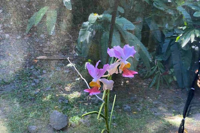Half Day Nadi Tour Temple, Market, Gardens and Mud Pools - Price and what you actually get for $136.03
