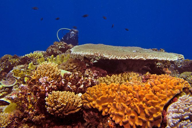 Introductory Scuba Dive experience - Whitetip Marine Adventures - Two reef sessions, what each one feels like
