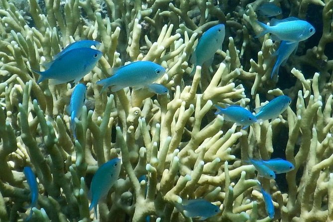 Introductory Scuba Dive experience - Whitetip Marine Adventures - Gear, equipment fit, and why you should trust the setup