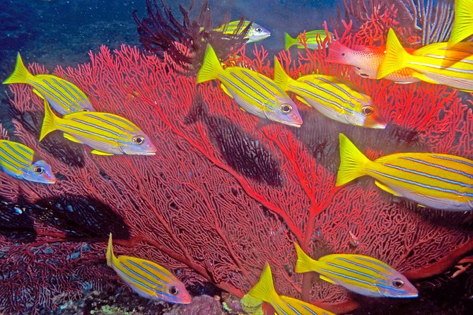 Introductory Scuba Dive experience - Whitetip Marine Adventures - Timing and the boat ride: the part people forget to plan for