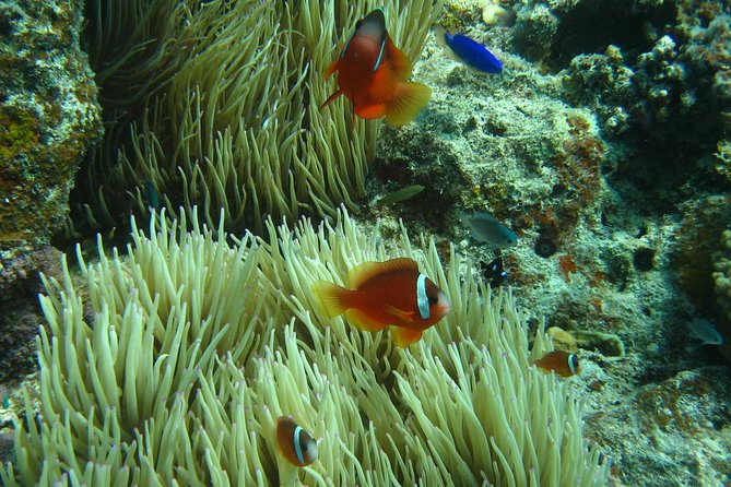 Introductory Scuba Dive experience - Whitetip Marine Adventures - Medical declaration, safety talk, and ear equalizing for first-timers