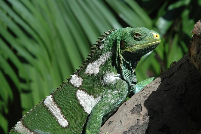 Kula Eco Park Admission - Kula WILD Adventure Park in Nadi: a day with boardwalks and real animals