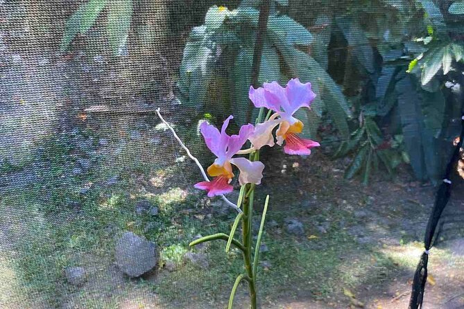 Nadi Fiji Historical Half Day Tour - Temple to Orchids to Mud Pools, the route that makes Nadi make sense