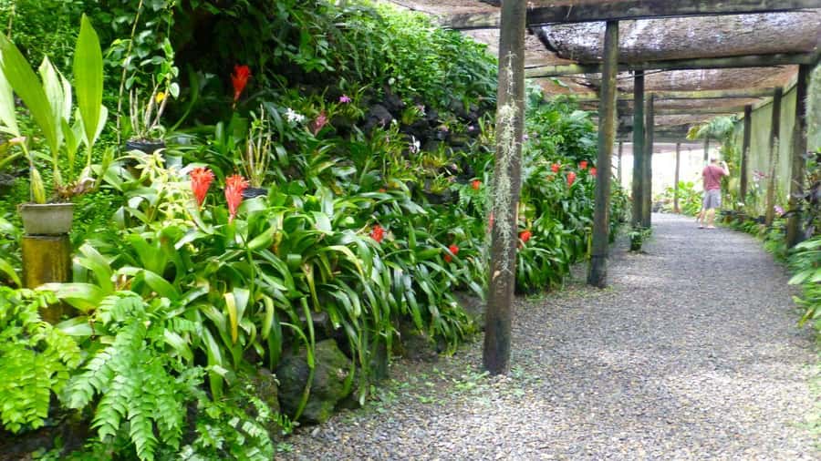 Nadi: Garden Village Hot Spring & Temple Highlights Tour - Sabeto Hot Springs and Mud Pool, Yes, It’s Worth the Mess
