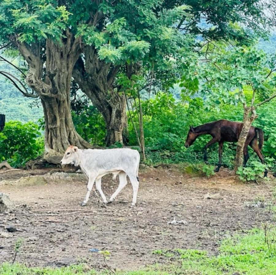 Nadi: Waterfall Tour Adventure with Refreshments and Lunch - Transportation and Meeting Point: One Thing to Confirm Before You Commit