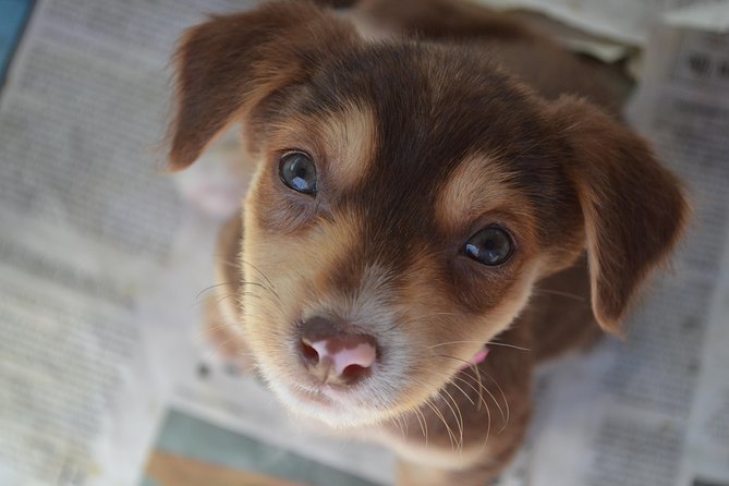 Shelter Visit & Tour - A Morning At Animals Fiji Nadi Clinic, Where Care Is Practical