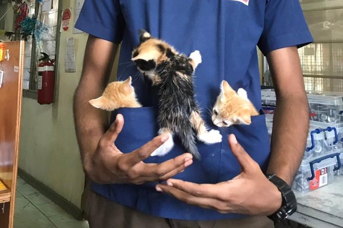 Shelter Visit & Tour - Timing And Group Size: Why Max 10 Matters