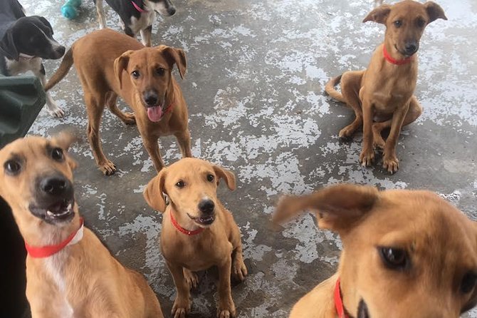 Shelter Visit & Tour - What To Expect At Each Part Of The Tour