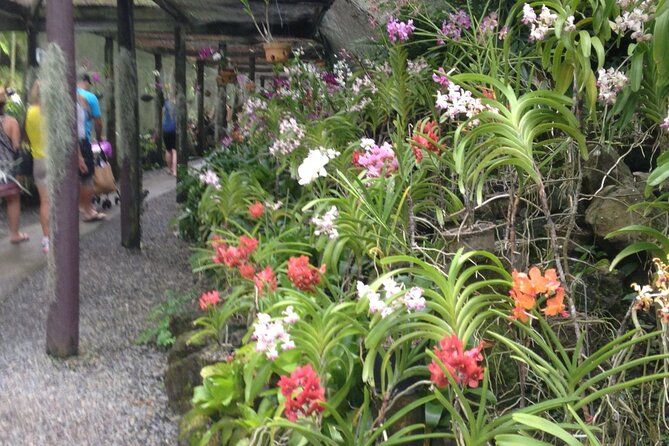Shore Excursion-Nadi Mudpools,Sleeping Giants Gardens,Markets, Temple & Shopping - Sabeto Hot Springs and Mud Pools: The Thermal Spa Part