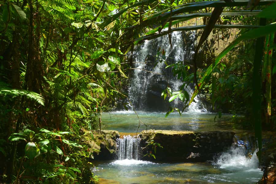 Suva: Fijian Nature and Waterfall Tour - The Jungle Trek: How the Trail Works and What You Actually Do