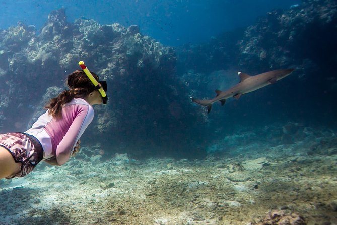 Ultimate Encounter Snorkel with Sharks in Fiji - Key Things I’d Highlight Before You Go