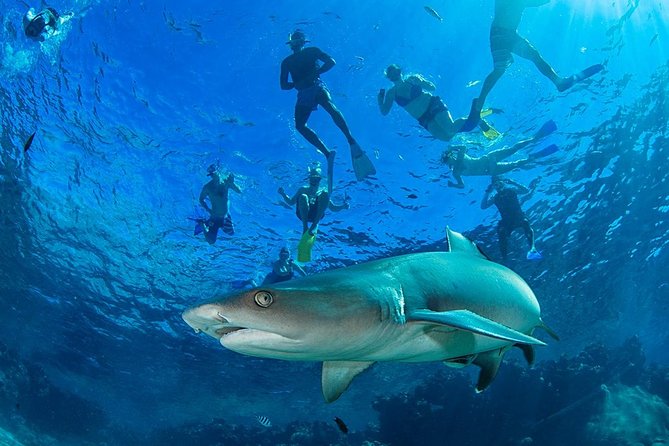 Ultimate Encounter Snorkel with Sharks in Fiji - The shark encounter: what you do in the water and why it feels safe