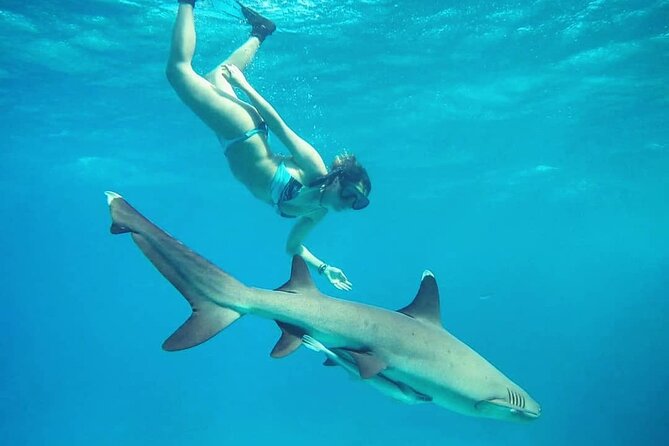 Ultimate Encounter Snorkel with Sharks in Fiji - Timing, transfers, and what to pack so you enjoy the whole day