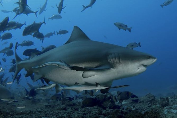 Ultimate Shark Encounter Two Tank Dive at The World Famous Beqa Lagoon - What the Two-Tank Schedule Really Feels Like